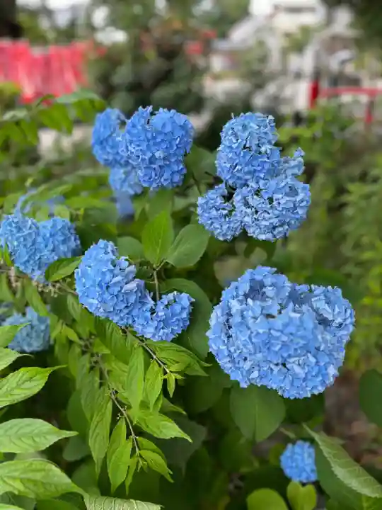 秩父今宮神社(埼玉県)