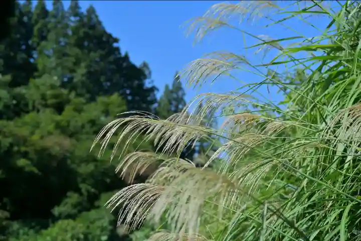 髙龍神社 中社(新潟県)