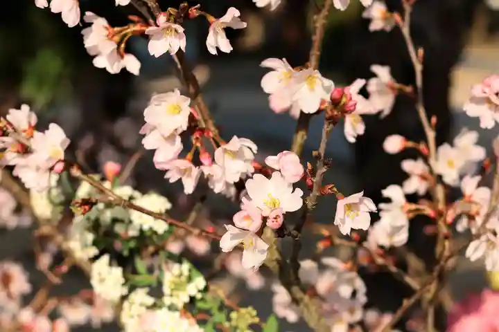 三津厳島神社の自然