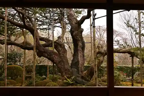 宝泉院(京都府)