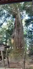 鷲子山上神社の自然