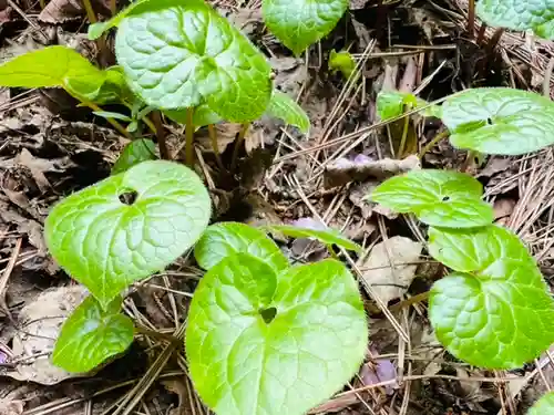 土津神社｜こどもと出世の神さまの自然