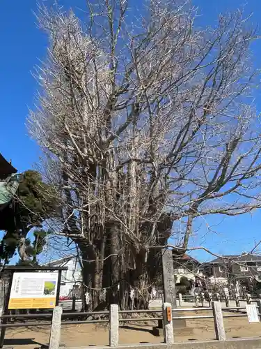 葛飾八幡宮(千葉県)