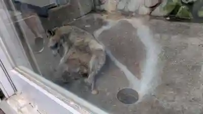 羆神社(北海道)