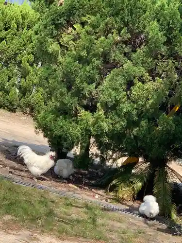 中山神社の動物