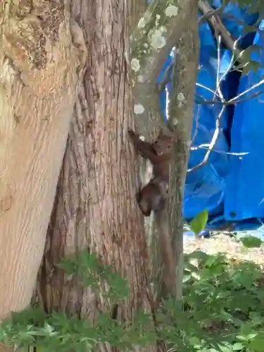 南豪神社の動物