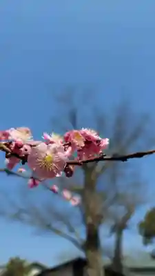 三嶋大社(静岡県)