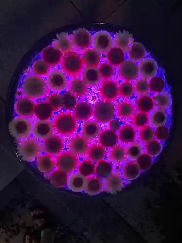 行田八幡神社の手水舎