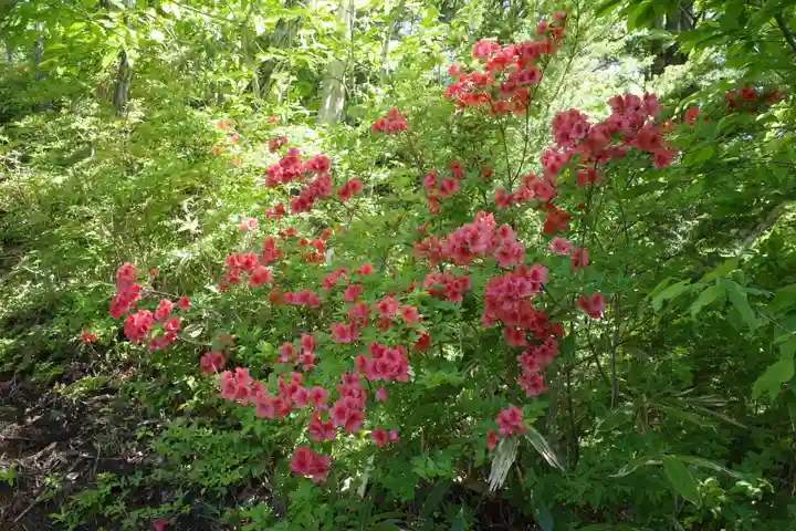 大和田神社 奥宮の自然