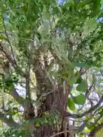 八大龍王辨財天の自然