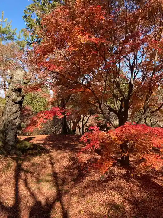 東福禅寺(東福寺)の自然