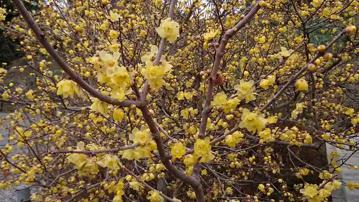 板倉雷電神社の自然