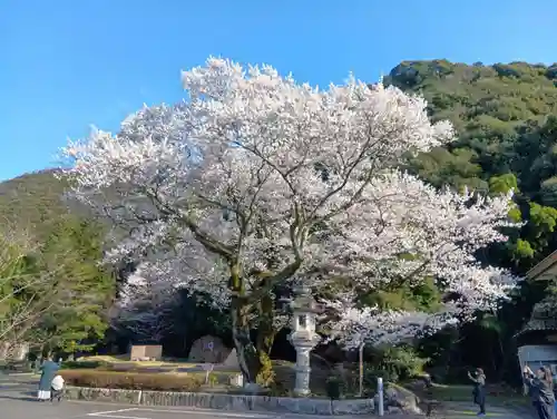岐阜護國神社(岐阜県)