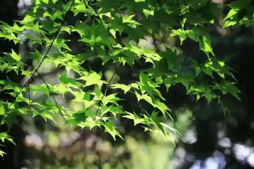滑川神社 - 仕事と子どもの守り神の自然
