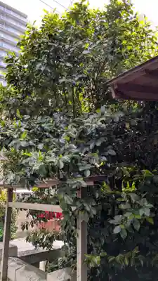 長崎大神宮の自然