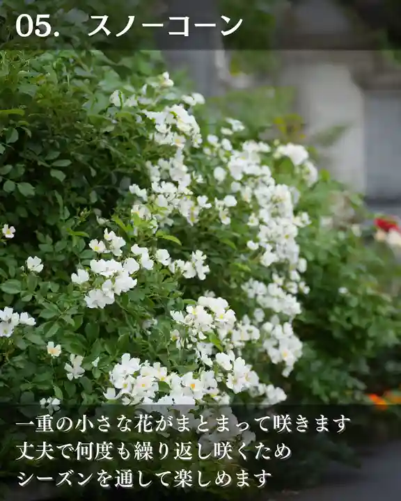 宝光寺(北海道)