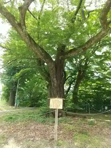 愛宕稲荷神社の自然