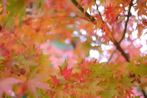 越中一宮 髙瀬神社(富山県)