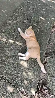 恋の水神社の動物