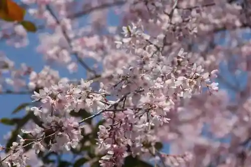 豊景神社の自然