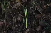 国宝 大法寺の自然