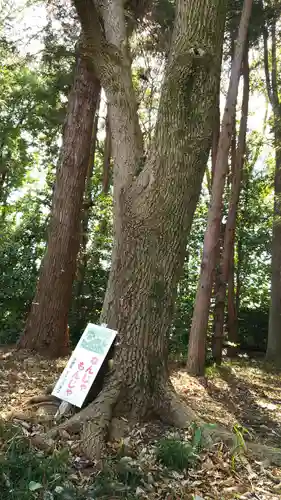 栃木縣護國神社の自然