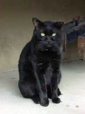 本郷氷川神社(東京都)
