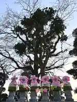 光明寺(静岡県)