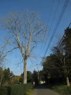 香取神社の自然