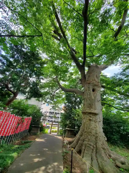 愛宕神社の自然