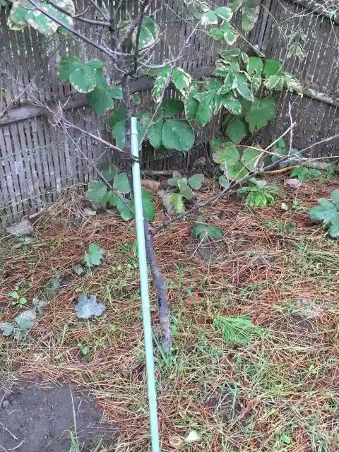 八大龍王神の建物その他