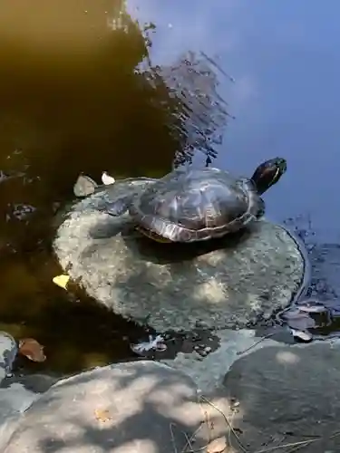 平塚八幡宮(神奈川県)