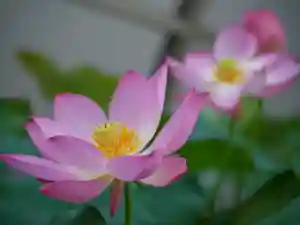 極楽山 浄土寺の自然(2022年07月25日(月) 13時03分45秒投稿)