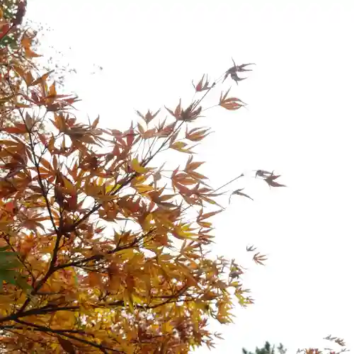 鹿島神宮の自然