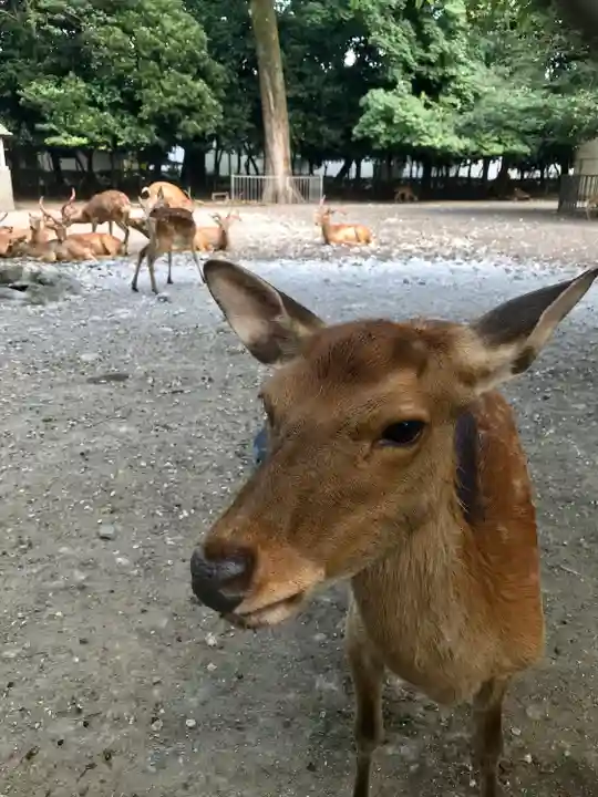 三嶋大社の動物