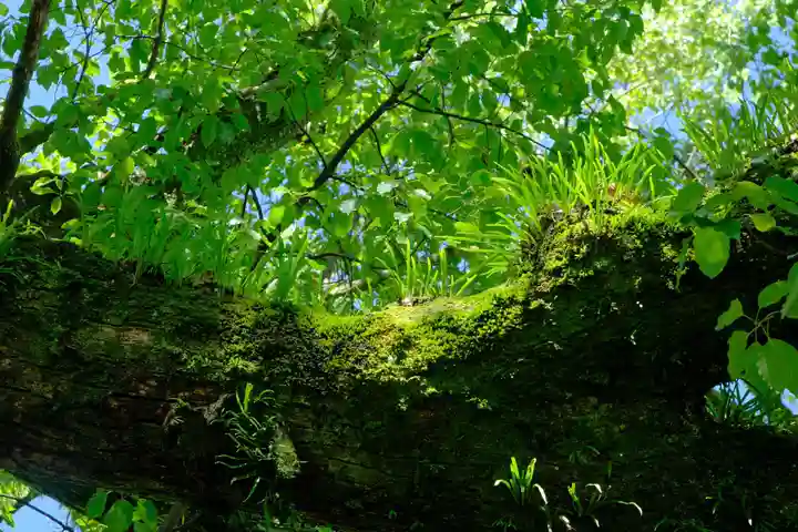 闘鶏神社の自然