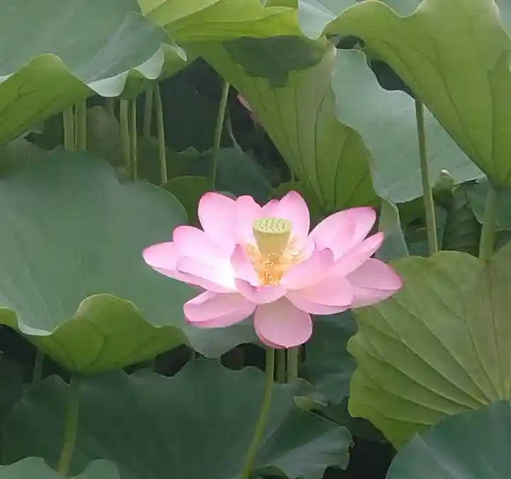 寛永寺不忍池弁天堂(東京都)