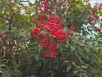 神明社(京都府)