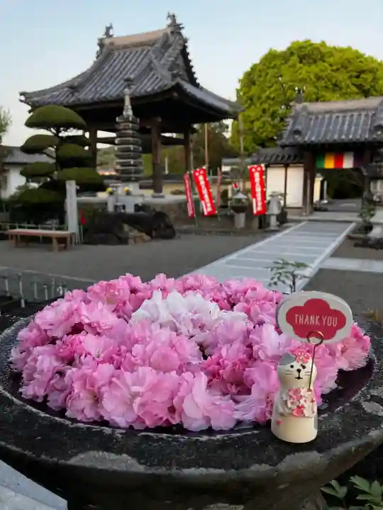 真言宗 善通寺派 薬王寺の{uncategorized: "未分類", other: "その他", undefined: "問題あり", building: "その他建物", grave: "お墓", sacred_gate: "鳥居", guardian: "狛犬", statue: "像", buddha: "仏像", history: "歴史", nature: "自然", garden: "庭園", animal: "動物", pagoda: "塔", temizu: "手水舎", mountain_gate: "山門・神門", sanctuary: "本殿・本堂", subordinate: "末社・摂社", art: "芸術", scenery: "景色", jizo: "地蔵", ema: "絵馬", goshuin: "御朱印", omikuji: "おみくじ", items: "授与品その他", amulet: "お守り", goshuincho: "御朱印帳", eats: "食事", festival: "お祭り", votive_dance: "神楽", shichigosan: "七五三参", wedding: "結婚式", experience: "体験その他", initially: "初詣", around: "周辺", anti_infection: "感染症対策"}