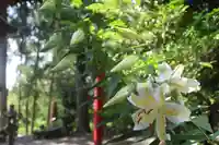 阿久津「田村神社」(郡山市阿久津町)旧社名:伊豆箱根三嶋三社の自然