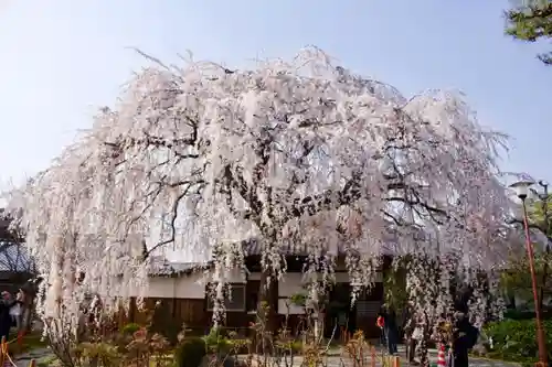 本満寺（本願満足寺）の庭園