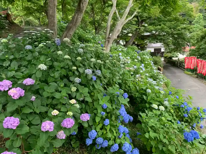 普門寺(切り絵御朱印発祥の寺)の自然