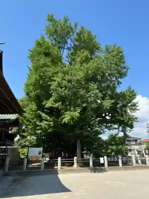 葛飾八幡宮(千葉県)