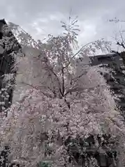 頂法寺（六角堂）の自然