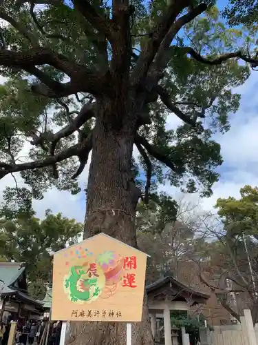 阿麻美許曽神社の絵馬