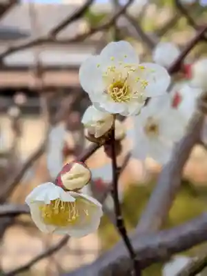 本郷氷川神社(東京都)