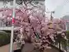 桜神宮の自然