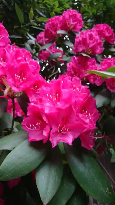 阿邪訶根神社の自然
