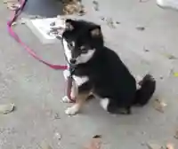 上目黒氷川神社(東京都)