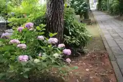 越谷香取神社の自然